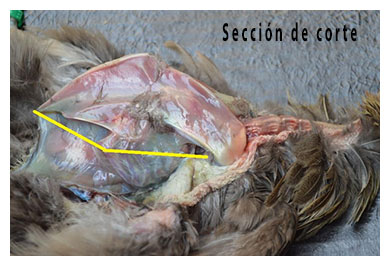 Necropsia de aves sección corte