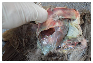 Necropsia de aves visceras y sacos aereos