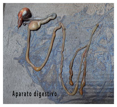 necropsia aves visceras