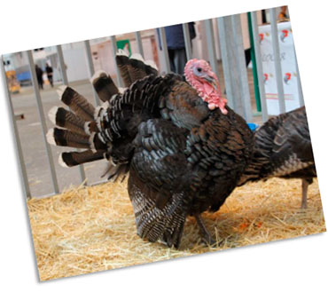 Pavo