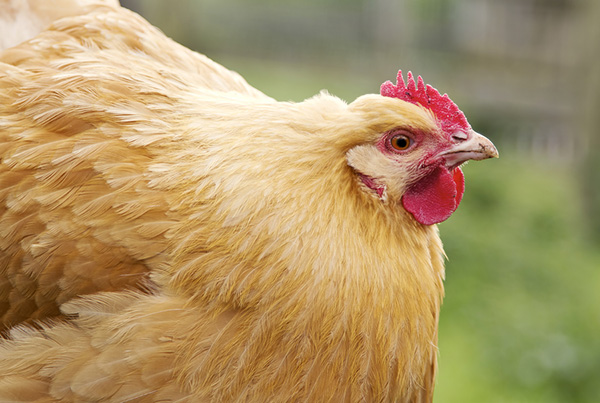 gallina raza Orpington - razas de carne