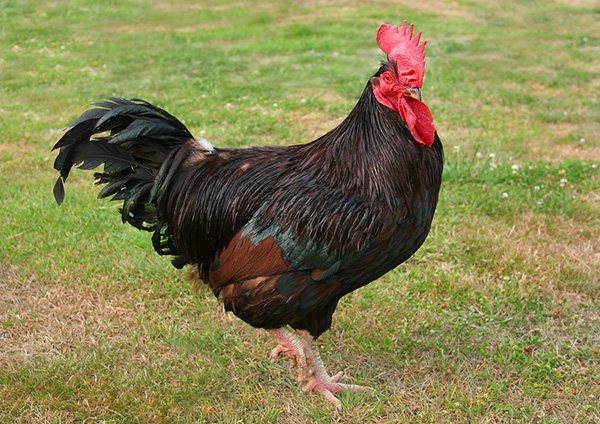 gallina Rhode Island Roja - razas de doble aptitud