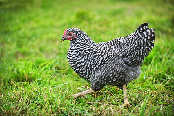 gallina Plymouth Rock Barrada - razas de doble aptitud