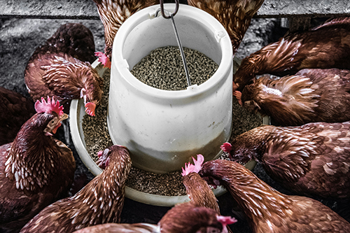 SISTEMAS DE ALIMENTACIÓN