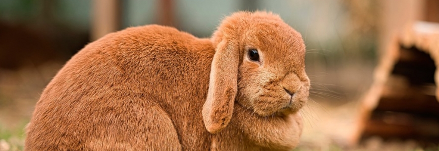 Genética del color en conejos (Parte I)